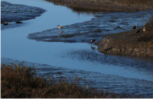 Tijuana River National Estuarine Research Reserve